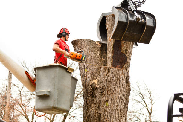 Best Tree Health Inspection  in Jefferson, MD